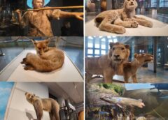 เที่ยวให้สุดสตอกโฮล์ม 3 วันสุดท้าย EP 3